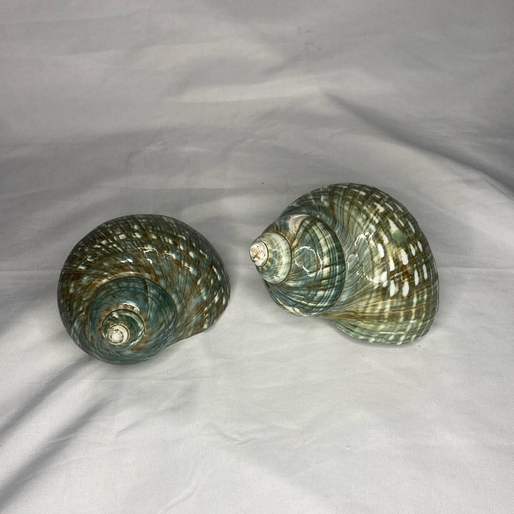 Set Of Two Green Z Gallerie Sea Shells